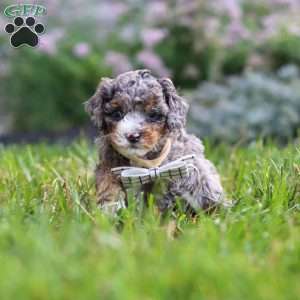 Luka, Cavapoo Puppy